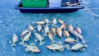 Ice Fishing HARVEST MISSION!   Catching ALL the FISH!