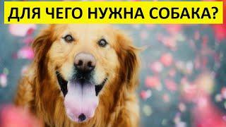 ДЛЯ ЧЕГО НУЖНА СОБАКА?