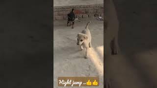 High Jump ..#short #shortvideo #short #shortvideo #virelvideo #subscribe ..