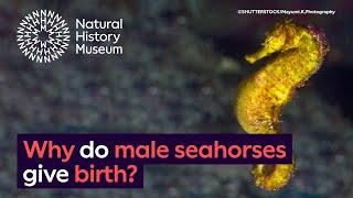 Why do male seahorses give birth? | Surprising Science