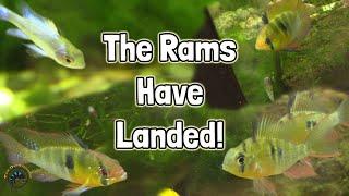 This Week's Fish Delivery was RAM-tastic! - Tons of Rams, Fancy Bettas, & More!