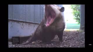 Opossum Makes Weird Noise