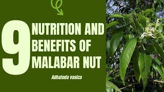 9 Medicinal & Nutritional Wonders of Malabar Nut (Adhatoda vasica)