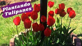 Cómo PLANTAR BULBOS de TULIPANES