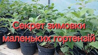 Огляд вкорінених живців гортензій. Паревалка у більший об'єм, щоб гарно перезимували.