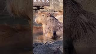 Capybara hot spring bath ️ in Shizuoka!