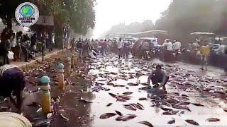 Cuaca Lagi Panas,Tiba² Muncul Fenomena Aneh Ribuan Ikan Jatuh Dari Langit! Bikin Gaduh Orang2