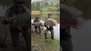 perbedaan nila dan mujair #fishing