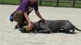 Behind the scenes Residential Dog Training  09.06.2016 Adolescent Dogs