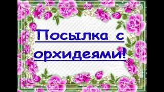 Долгожданная ПОСЫЛКА с ОРХИДЕЯМИ от Виолетты!!!(Первая посылка от Виолетты,2020)