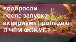 Водоросли после запуска аквариума пропадают. В чём фокус?