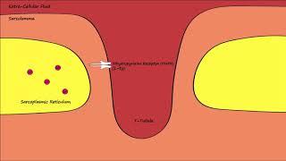 Dihydropyridine & Ryanodine Channels - Excitation/Contraction Coupling