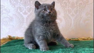 British Shorthair Kitten VINNY  2 months old