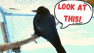 Crows and Deep snow inside aviary