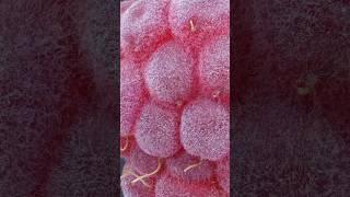 1-Tiny 0.13mm Tomato Russet Mite, 2-Raw microscope footage, timelapse. #macro