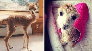 Cody: Cute Rescue Alpaca Who Was Born Too Small | Bored Panda Anaimls