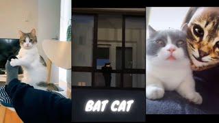 Cute and Funny Cats Video Compilation 2023 Introducing - BAT CAT.