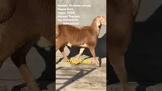 Арашан тозаси зодга #chorvabozori #chorva #vodiyqoylari #vodiyuz #arashan #zod#hisori #bozorolami