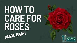 How to Care For Roses