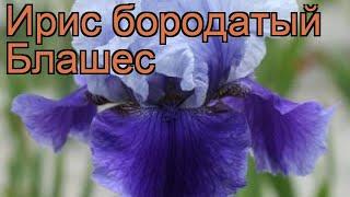 Ирис бородатый Блашес (iris)  бородатый ирис Блашес обзор: как сажать, саженцы ириса Блашес