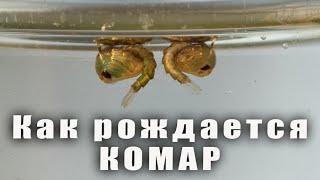 Рождение комара в домашних условиях. Макро. The birth of a mosquito.