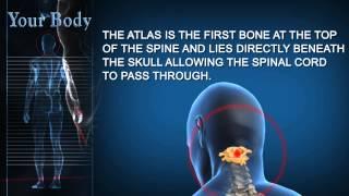 Your Body: Atlas Vertebra