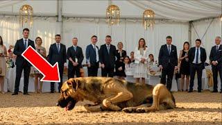 Rejected Dog At Auction Is Bought By A Young Man, And What Happens Next Moves Everyone...