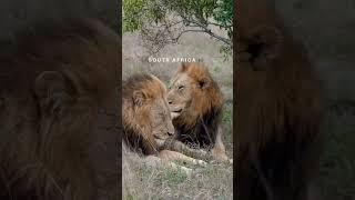 Vacations in Africa… #travel #vacation #subscribemychannel #amazing