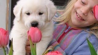 My Loyal Labrador Song