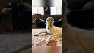 SkinWalker Disguised As Animals ️ prt-36 #viral #ytshorts
