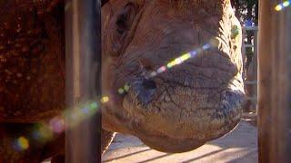 Beloved Rhino Prepares For Childbirth | Nature's Miracle Babies | BBC Earth