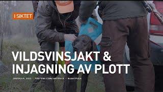 Vildsvinsjakt & injagning av plott