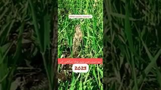 batair ki Awaz 2023#batairkiawaz #quail #batair #youtubeshorts #ytshorts #shorts #bird