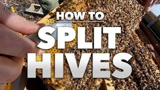 How to Split a Hive | Step-by-step tutorial from a Beekeeper [Beekeeping 201] - SPRING 2022