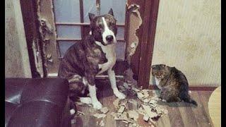  House pests!  Funny video with dogs, cats and kittens! 