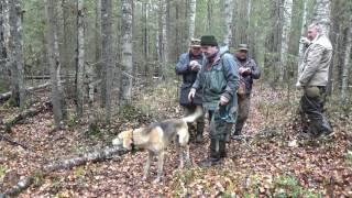 Состязания гончих 2016. Часть 2.