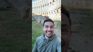 My dog takes a selfie in a Roman amphitheater!