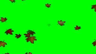 Green screen autumn leaves