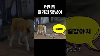 충격적인 비주얼의 길댕이 길냥이 #shorts #터키여행 #이즈미르