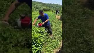 High efficiency tea plucking machine /gasoline hedge trimmer /tea pruner