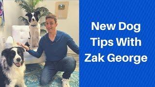 New Dog Tips with Zak George Dog Training Revolution