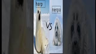 Battle of the seals: nerpa (baikal seal)  vs harp seal   #baikal_seal #harp_seal #cute #battle