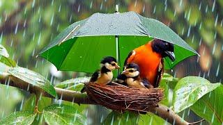 Mother Bird Protecting Chicks Under Umbrella | Piano Music, Rainfall & Birdsong for Stress Relief