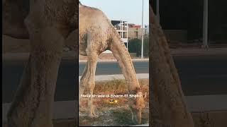 #travel #vacanzeitaliane #sharm #egitto #estate #dromedary