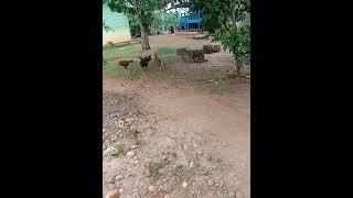 ternak ayam kampung umbaran