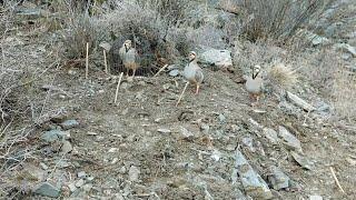 Шикори Кабк Keklik avi tuzakla Охота на куропатка Partridge hunting Kabk shikar شکار کبک Chukar avi