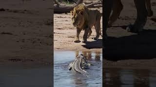 LION VS ALLIGATOR CROCODILE