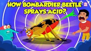 How Bombardier Beetle Sprays Acid? | Beetle Defense Mechanism | Deadliest Insects | Dr. Binocs Show