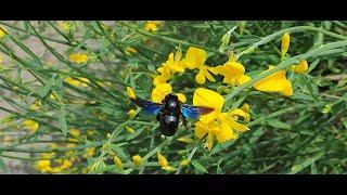 Пчела-плотник / carpenter bee / Xylocopa valga #carpenterbees #bee