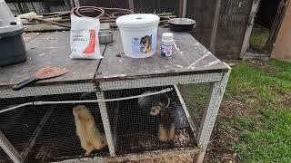 Ferreting Breeding & Feeding